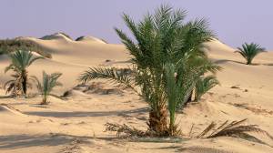 Oasis Dakhia, Sahara Desert, Egypt